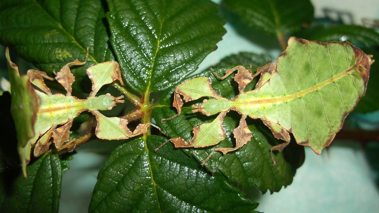 Evolving Plants